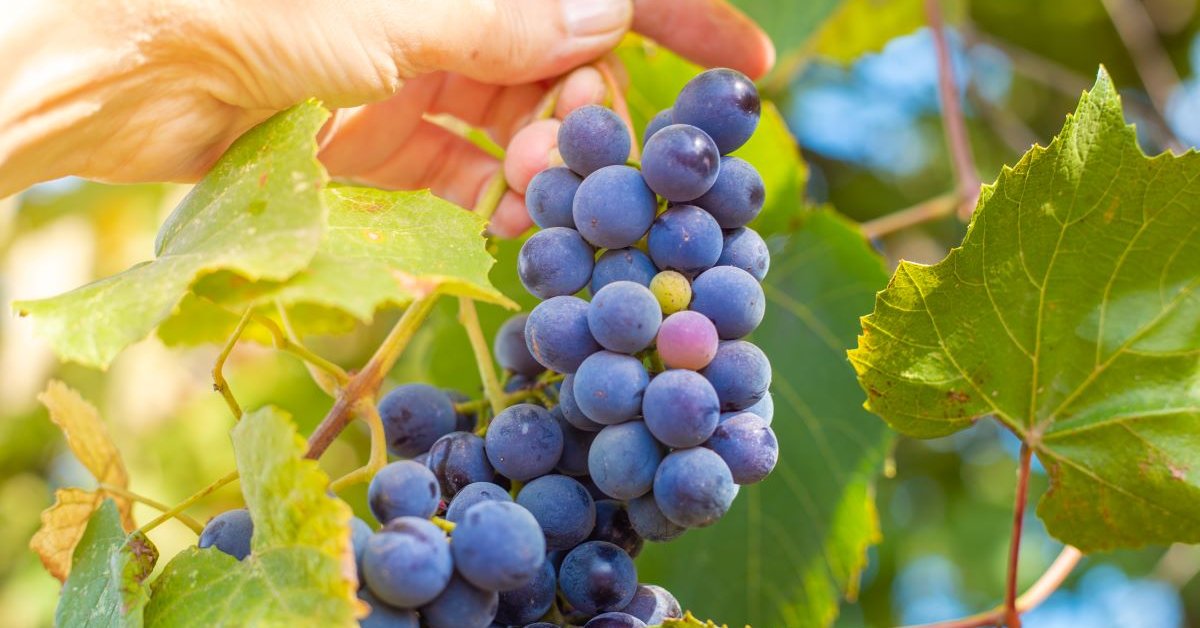 Что можно приготовить из винограда Изабелла: 10 вариантов для взрослых и детей
